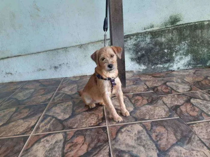 Cachorro raça SRD idade 1 ano nome Jully 