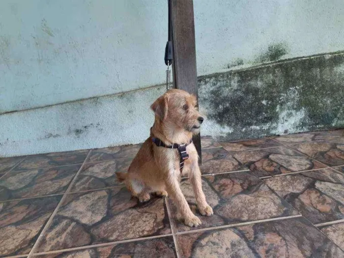 Cachorro raça SRD idade 1 ano nome Jully 