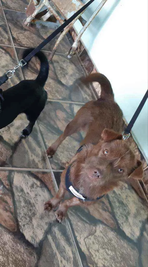 Cachorro raça SRD idade 7 a 11 meses nome Amora