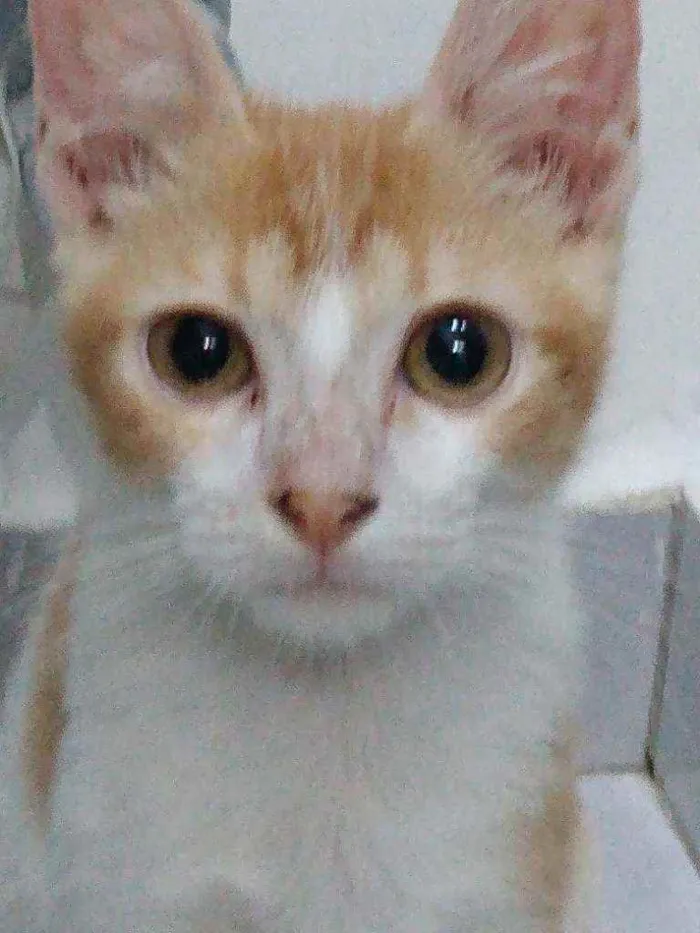 Gato raça Srd idade 2 a 6 meses nome Téo 