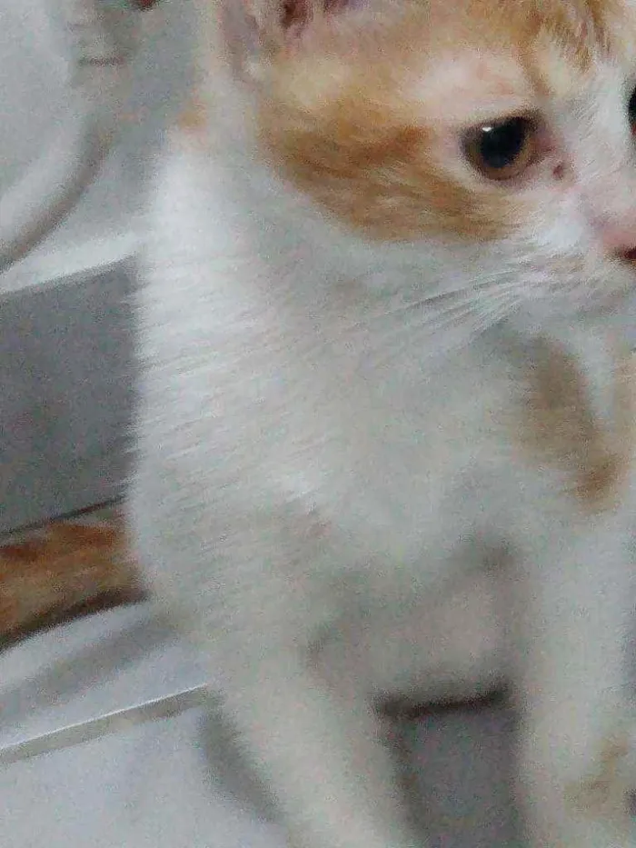 Gato raça Srd idade 2 a 6 meses nome Téo 