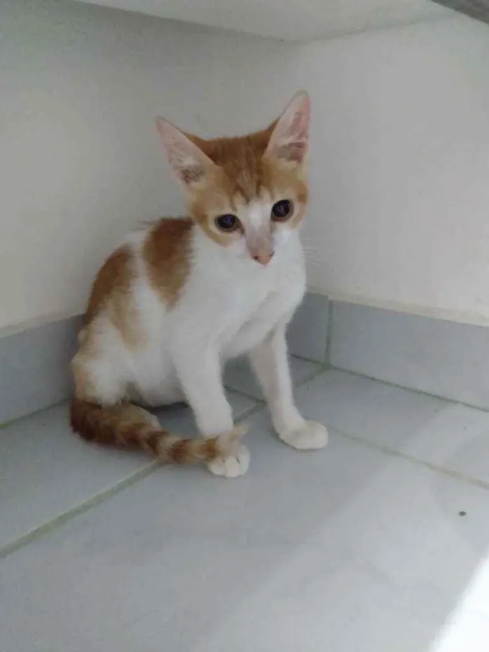 Gato raça Srd idade 2 a 6 meses nome Téo 