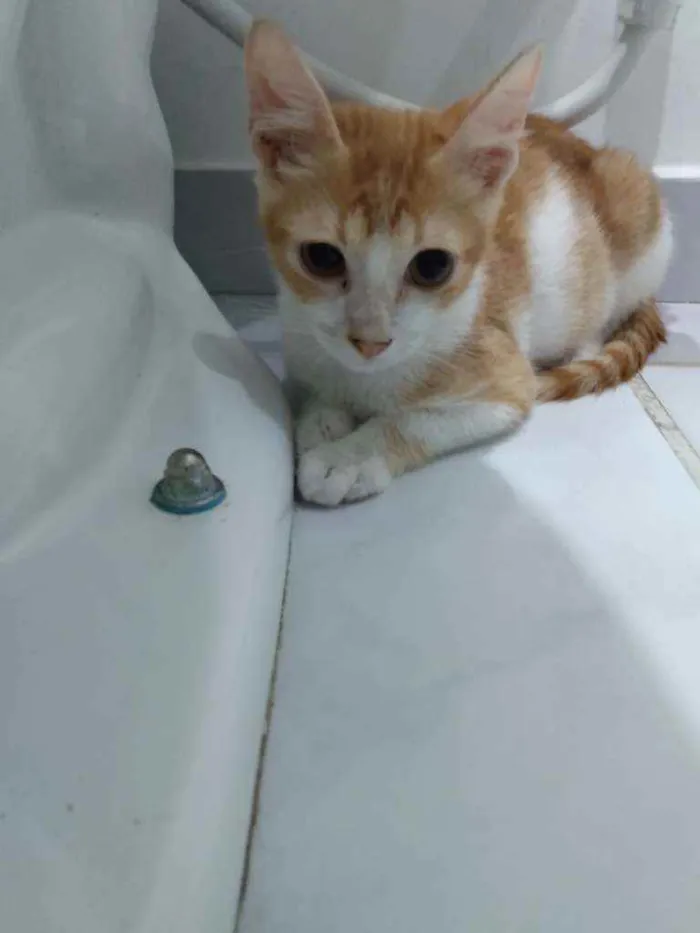 Gato raça Srd idade 2 a 6 meses nome Téo 