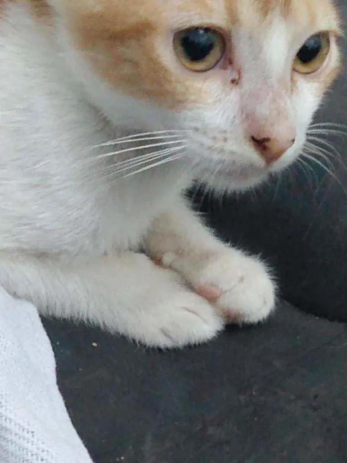 Gato raça Srd idade 2 a 6 meses nome Téo 
