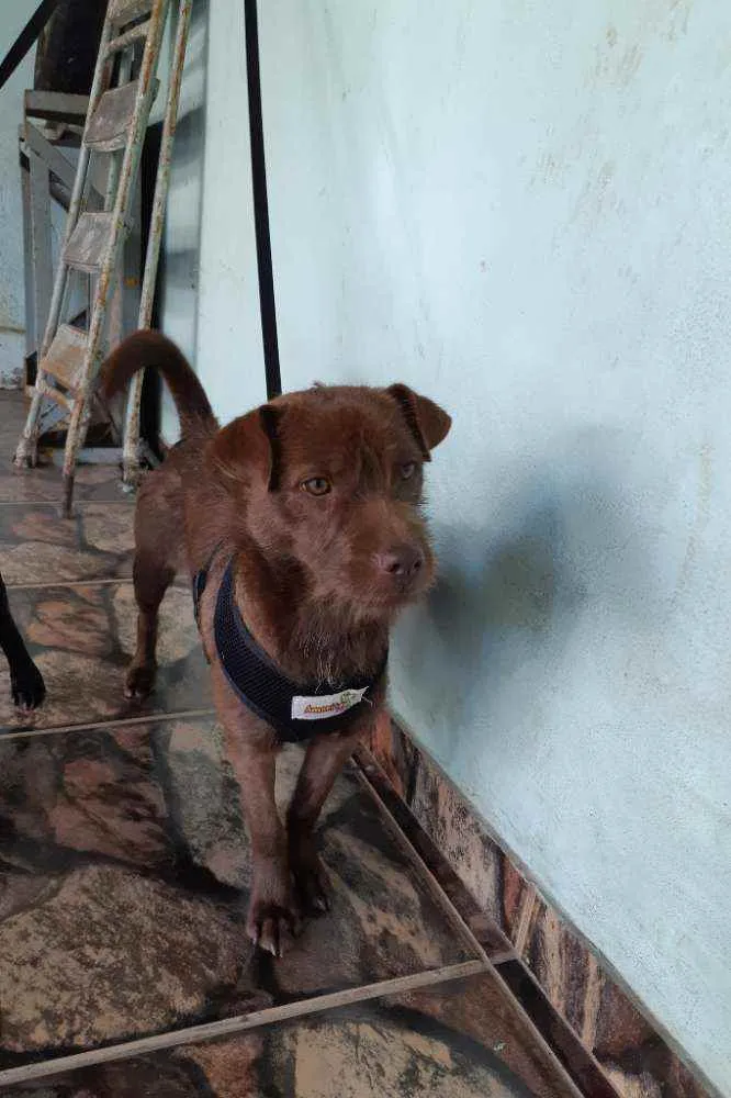 Cachorro raça SRD idade 7 a 11 meses nome Amora