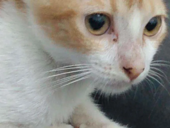 Gato raça Srd idade 2 a 6 meses nome Téo 
