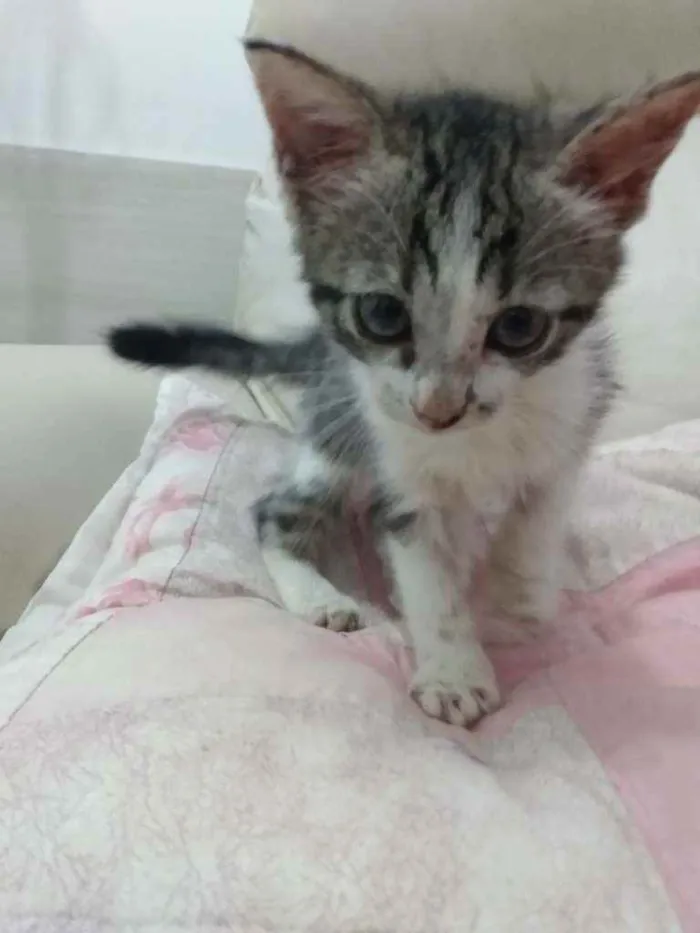 Gato raça Srd idade Abaixo de 2 meses nome Peteca