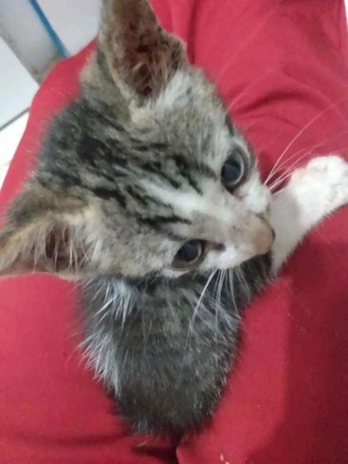Gato raça Srd idade Abaixo de 2 meses nome Peteca