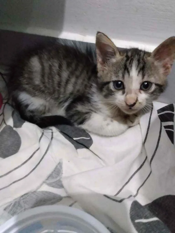 Gato raça Srd idade Abaixo de 2 meses nome Peteca