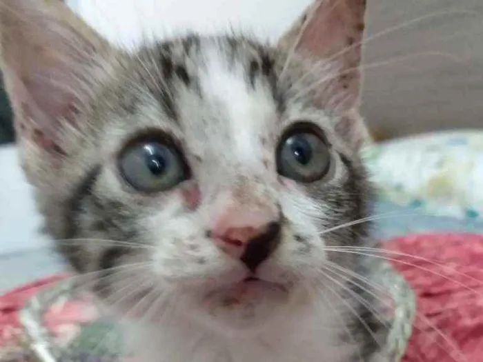 Gato raça Srd idade Abaixo de 2 meses nome Peteca