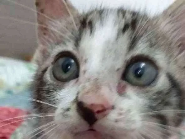 Gato raça Srd idade Abaixo de 2 meses nome Peteca