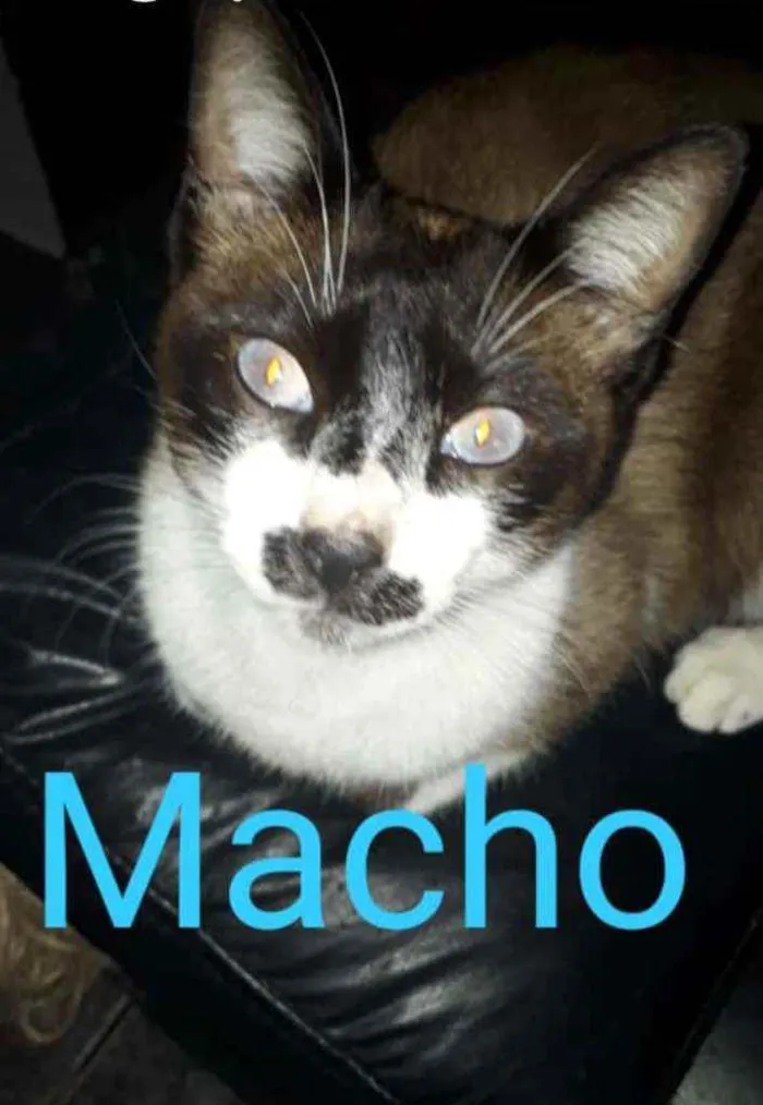 Gato ra a SRD Branco e Marron idade 1 ano nome Bigodon