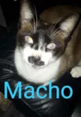 Bigodon
