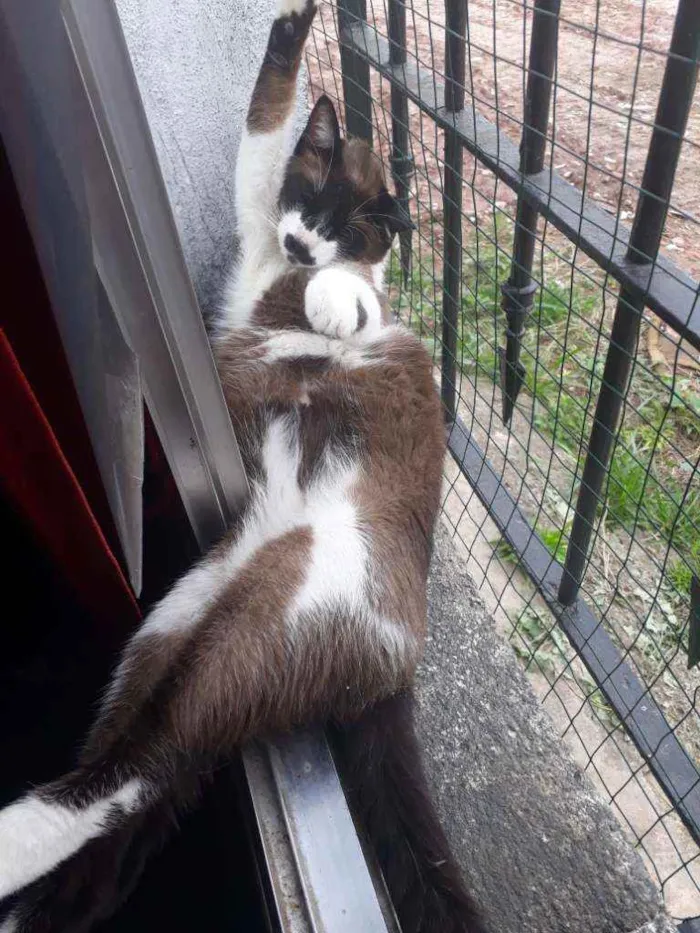 Gato ra a SRD Branco e Marron idade 1 ano nome Bigodon