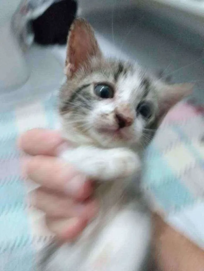 Gato raça Srd idade Abaixo de 2 meses nome Peteca
