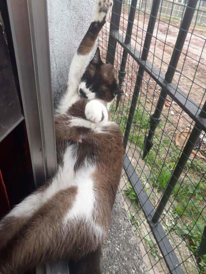 Gato ra a SRD Branco e Marron idade 1 ano nome Bigodon