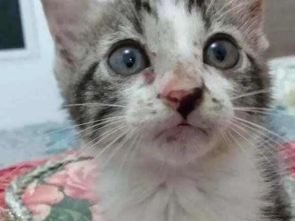 Gato raça Srd idade Abaixo de 2 meses nome Peteca