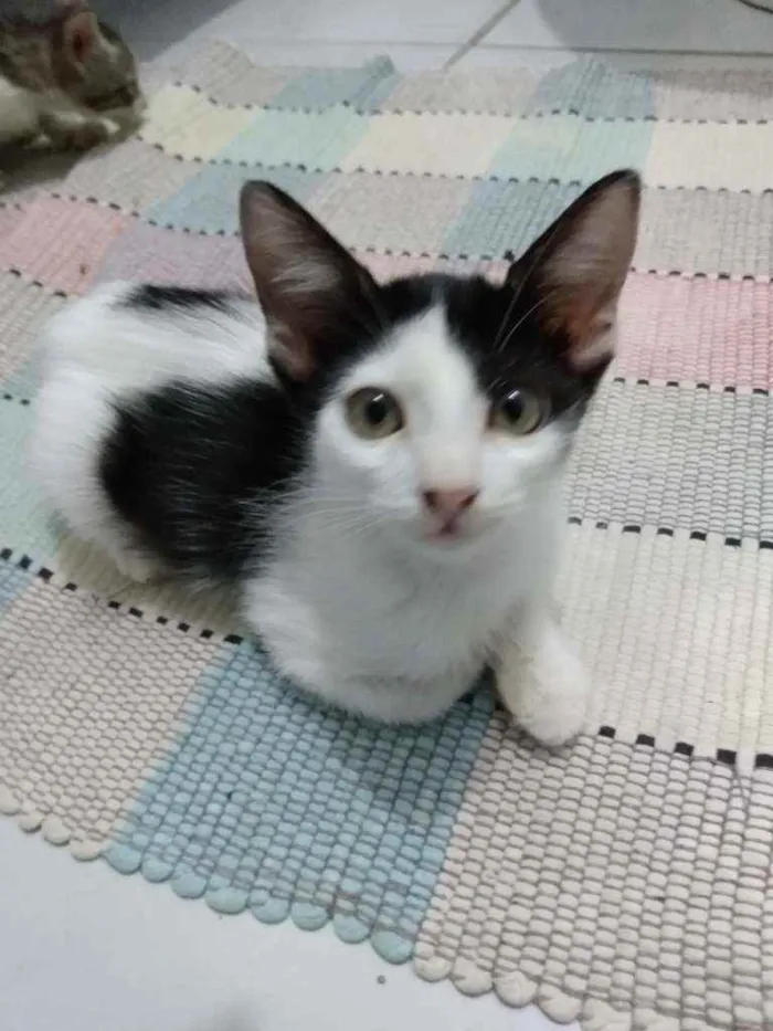 Gato raça Srd idade 2 a 6 meses nome Cindy