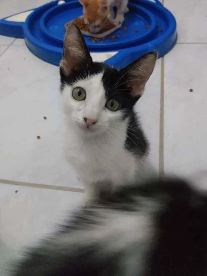 Gato raça Srd idade 2 a 6 meses nome Cindy
