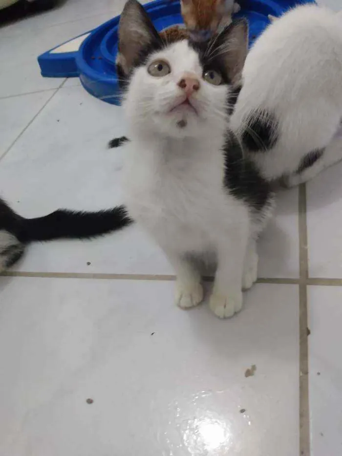 Gato raça Srd idade 2 a 6 meses nome Cindy