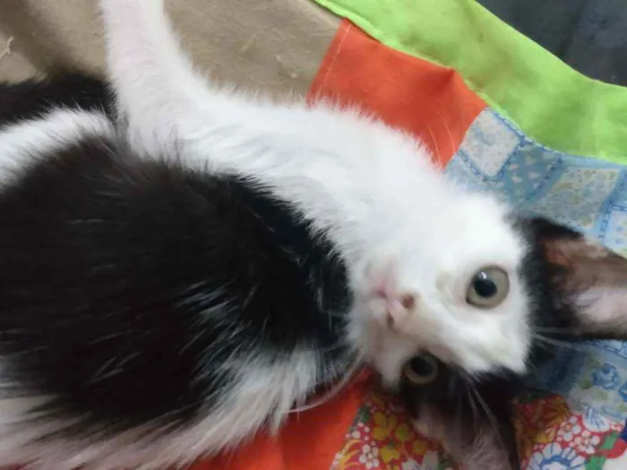 Gato raça Srd idade 2 a 6 meses nome Cindy