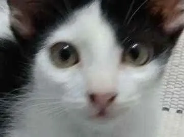 Gato raça Srd idade 2 a 6 meses nome Cindy