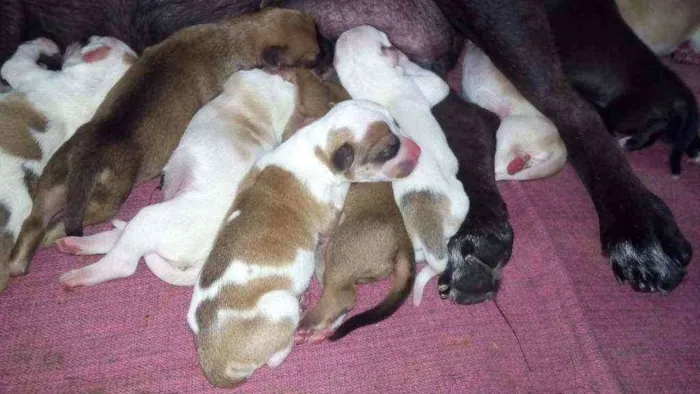 Cachorro raça Não sei idade Abaixo de 2 meses nome São filhotes
