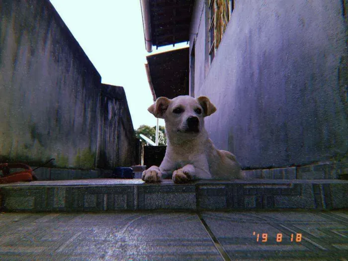 Cachorro ra a Vira lata idade 1 ano nome Pou