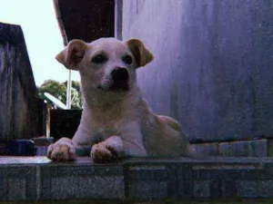 Cachorro raça Vira lata idade 1 ano nome Pou