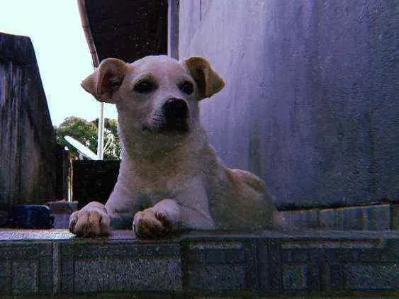Cachorro ra a Vira lata idade 1 ano nome Pou
