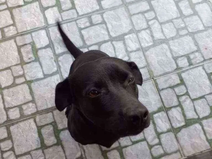 Cachorro ra a SRD idade 4 anos nome Bella