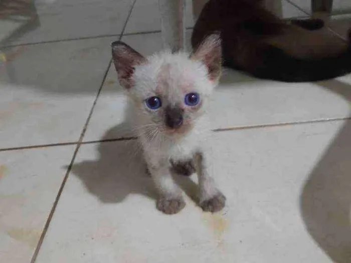 Gato ra a Siamês idade 2 a 6 meses nome Linda