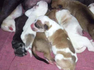 Cachorro raça Não sei idade Abaixo de 2 meses nome São filhotes