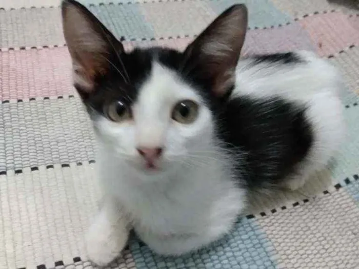 Gato raça Srd idade 2 a 6 meses nome Cindy