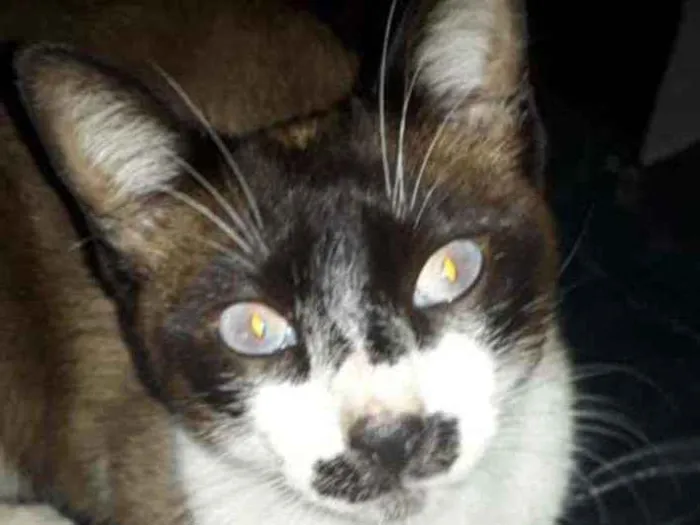 Gato ra a SRD Branco e Marron idade 1 ano nome Bigodon