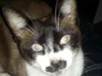 Bigodon