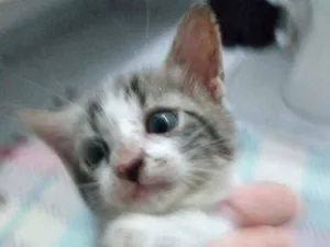 Gato raça Srd idade Abaixo de 2 meses nome Peteca