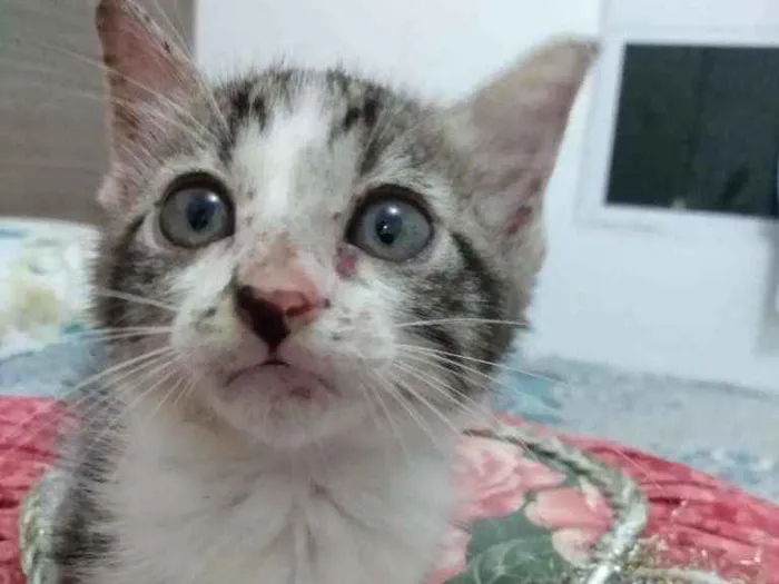 Gato raça Srd idade Abaixo de 2 meses nome Peteca