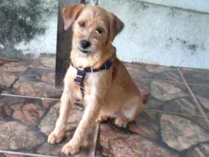 Cachorro raça SRD idade 1 ano nome Jully 