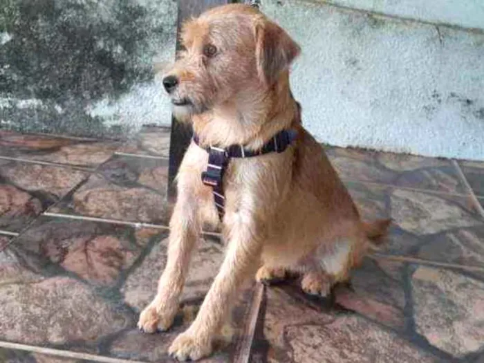 Cachorro raça SRD idade 1 ano nome Jully 
