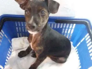 Cachorro raça SRD idade 2 a 6 meses nome Pingo