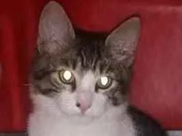 Gato raça Srd idade 2 a 6 meses nome Cisco