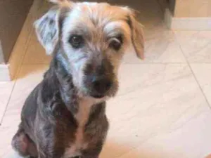 Cachorro raça SRD idade 6 ou mais anos nome Flokinho 