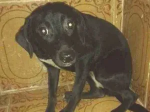 Cachorro raça SRD idade 7 a 11 meses nome Olivia 