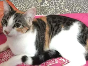 Gato raça Srd idade 7 a 11 meses nome Ximena