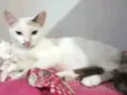 Mocinha 2
