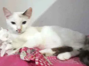 Gato raça Srd idade 2 a 6 meses nome Mocinha 2