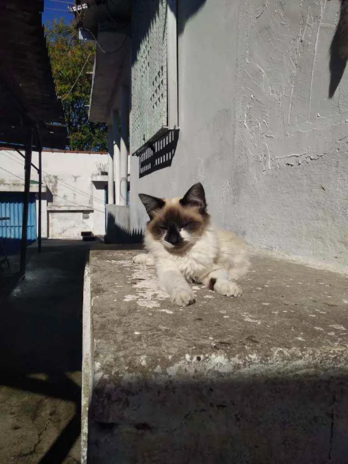 Gato ra a Mestiços de siamês idade 7 a 11 meses nome Filhotes multicores