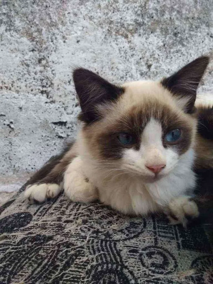 Gato ra a Mestiços de siamês idade 7 a 11 meses nome Filhotes multicores