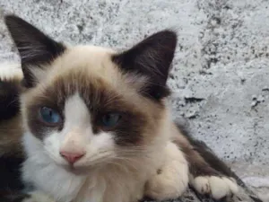 Gato raça Mestiços de siamês idade 7 a 11 meses nome Filhotes multicores